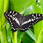 papillon creole, Ile de la  reunion