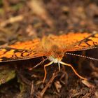 Papillon Croissant nordique