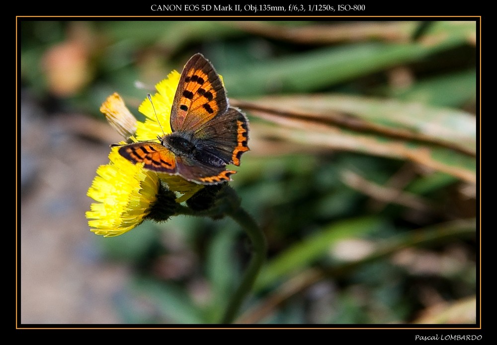 Papillon Cuivré