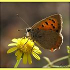 Papillon cuivré commun ou Bronzé