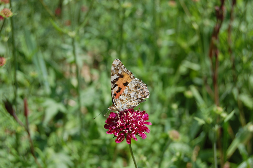 Papillon