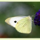 Papillon