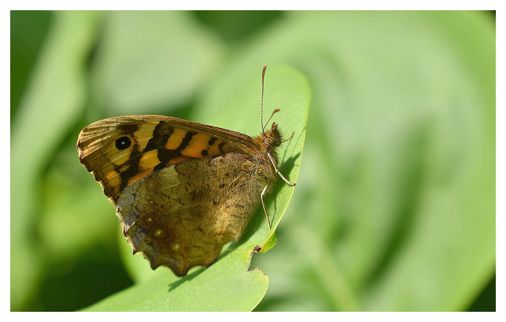 papillon