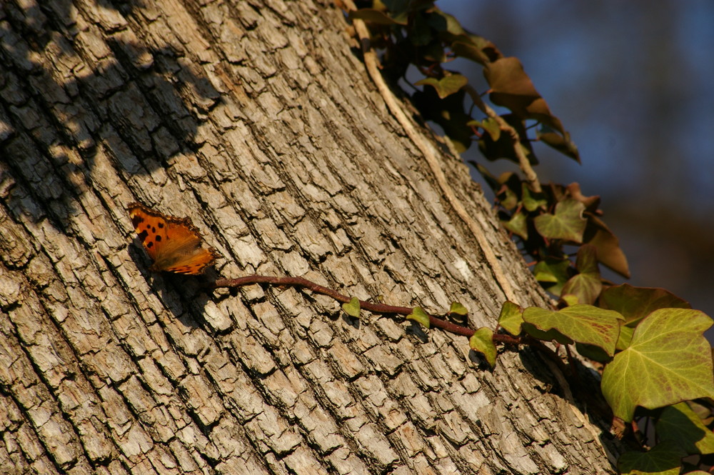 papillon