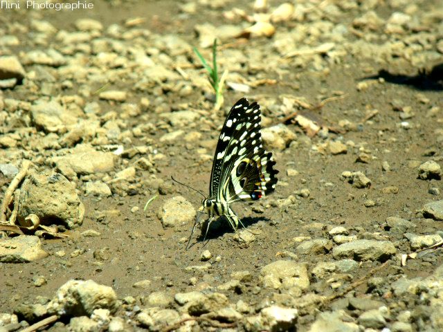 Papillon