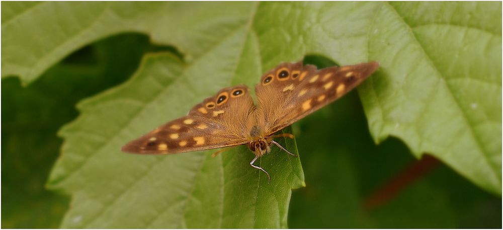 papillon