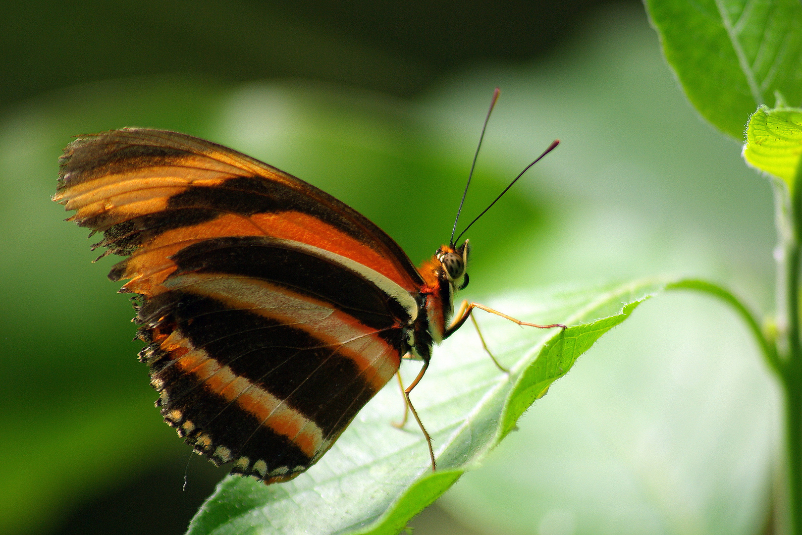 Papillon d'amarante