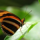 Papillon d'amarante