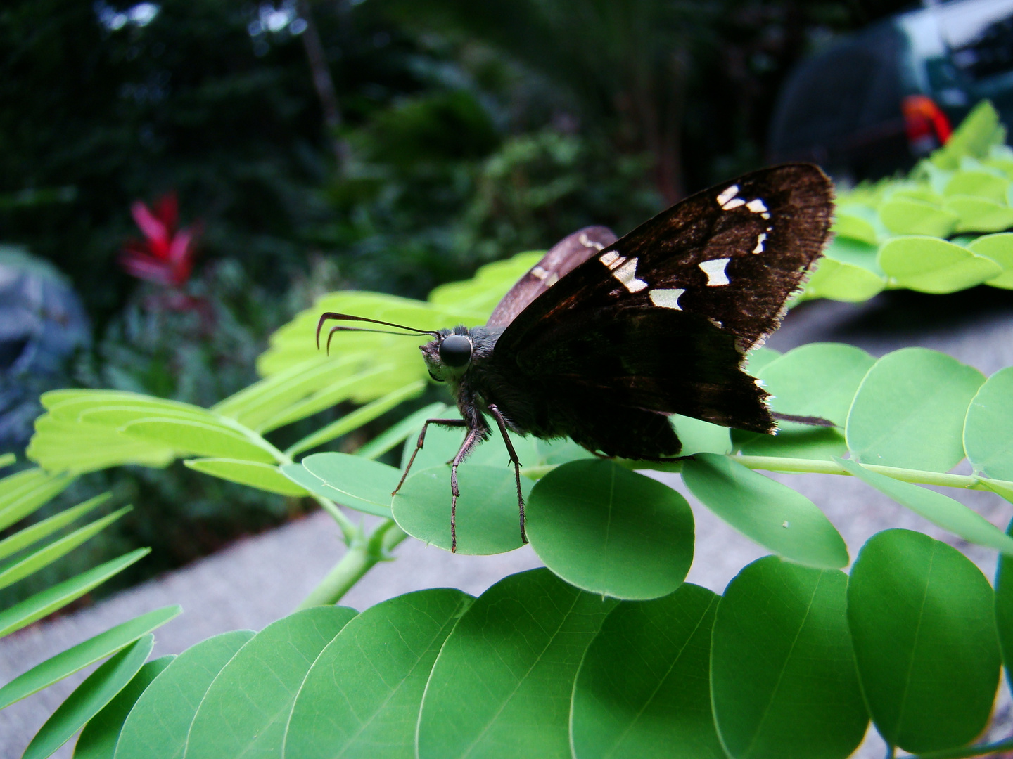 Papillon d'Amérique ....