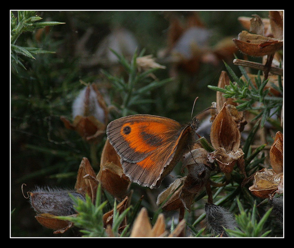 " Papillon dans la lande "