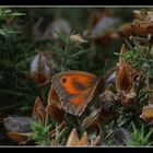 " Papillon dans la lande "