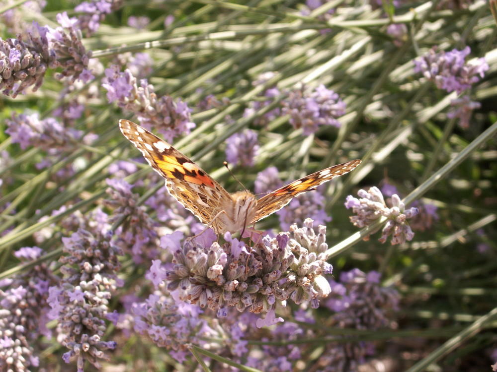 PAPILLON DANS LA LAVANDE