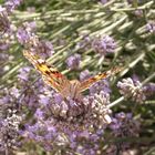 PAPILLON DANS LA LAVANDE