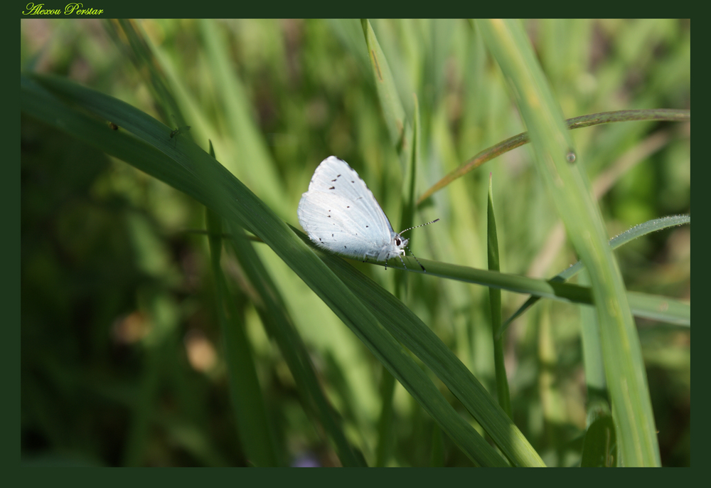 Papillon dans la lumière.