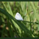 Papillon dans la lumière.