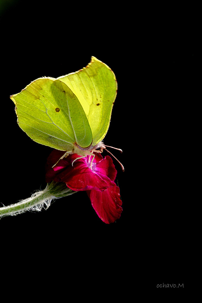 papillon dans la nuit