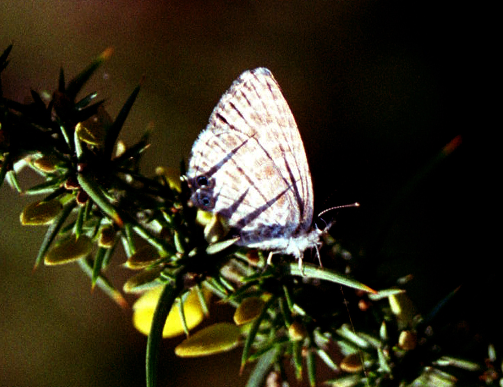 Papillon dans le Jardin