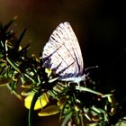 Papillon dans le Jardin