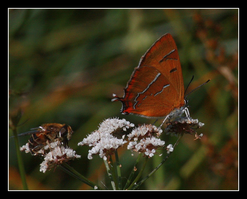 " Papillon dans le sous-bois "