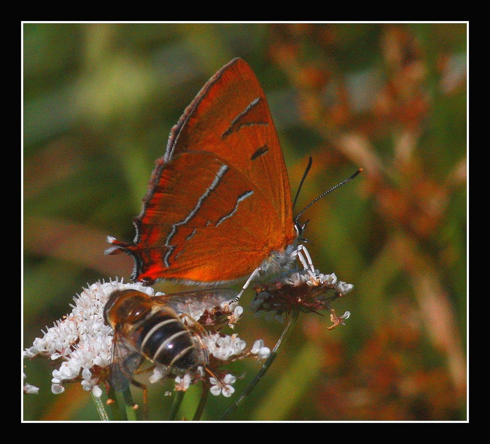 " Papillon dans le sous-bois image plus claire "