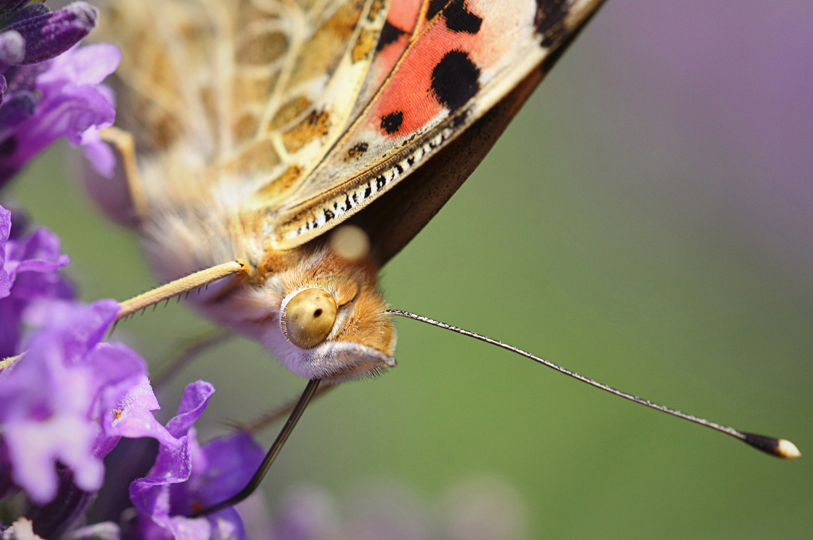 Papillon dans les lavandes