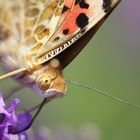 Papillon dans les lavandes