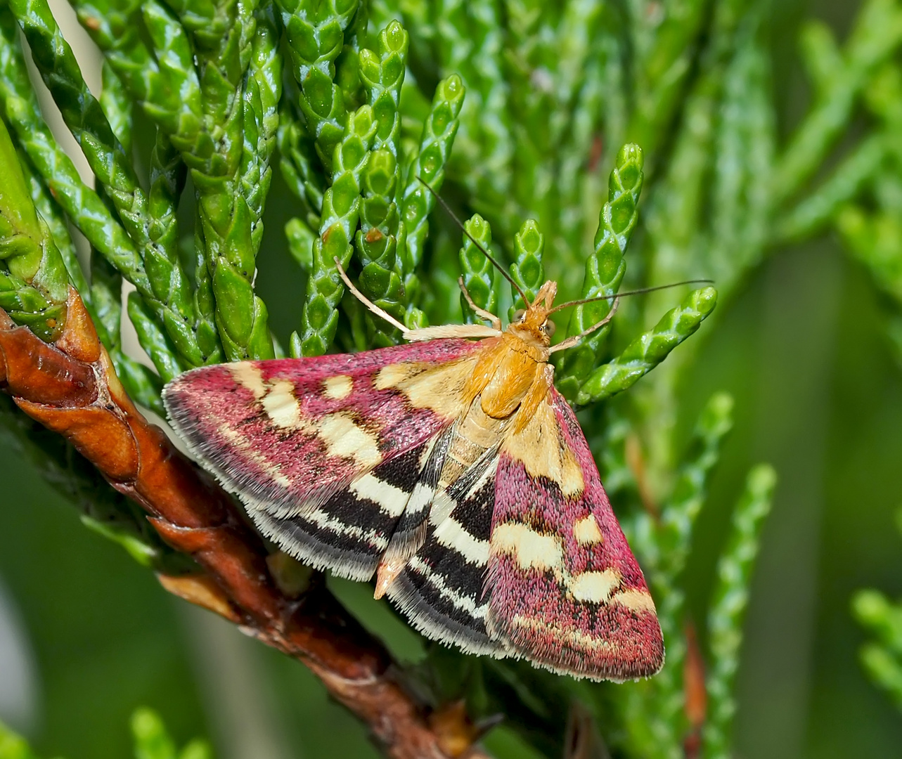 Papillon dans son habit de fête! - Purpurroter Zünsler (Pyrausta purpuralis) 