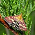 Papillon dans son habit de fête! - Purpurroter Zünsler (Pyrausta purpuralis) 