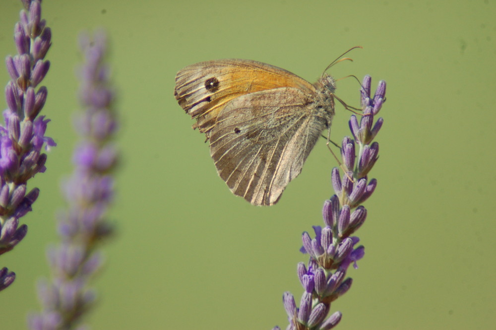 papillon