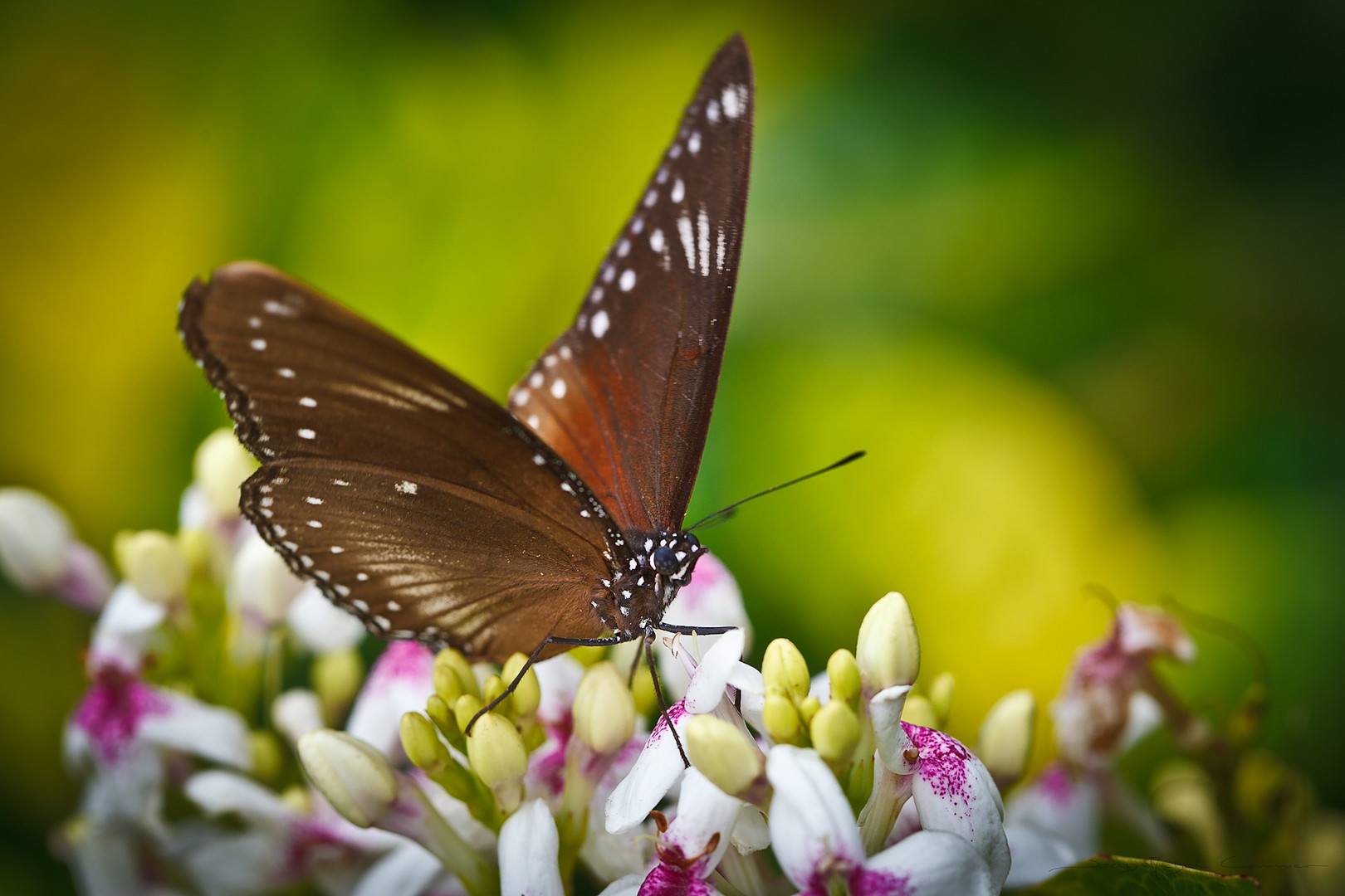 Papillon