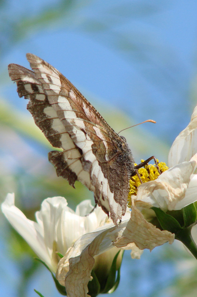 papillon de dos