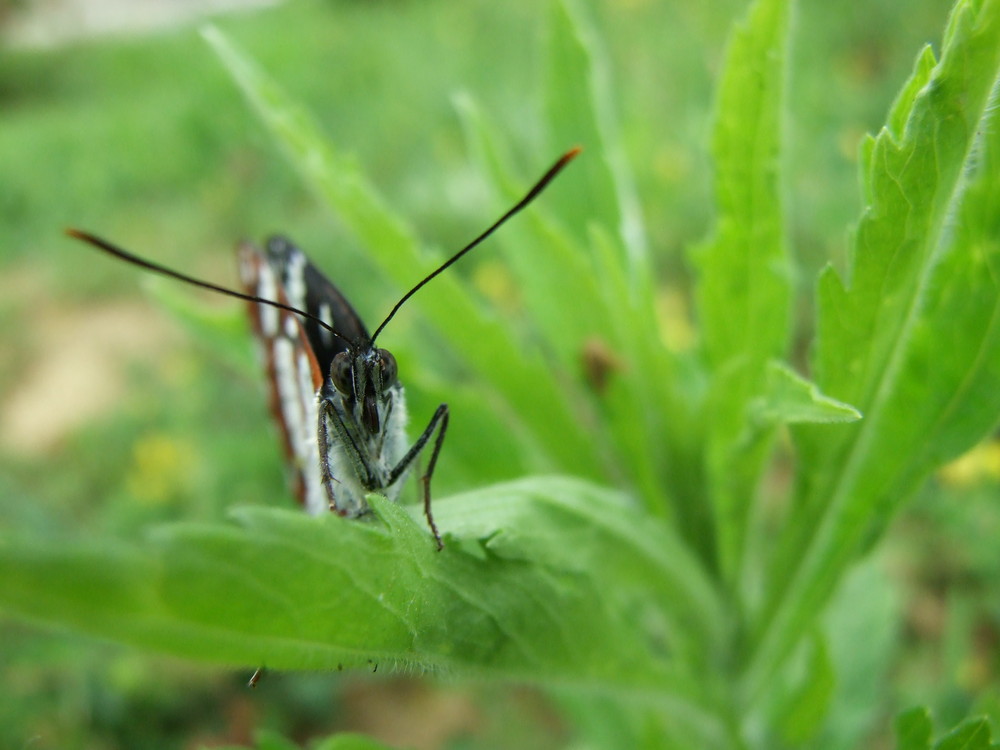 papillon de face