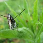 papillon de face