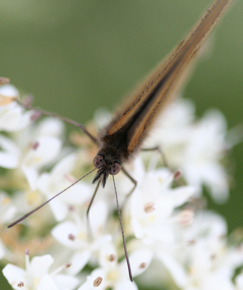 Papillon de face