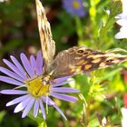 papillon de fin de saison