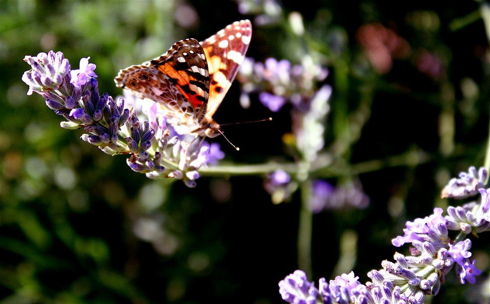 papillon de France