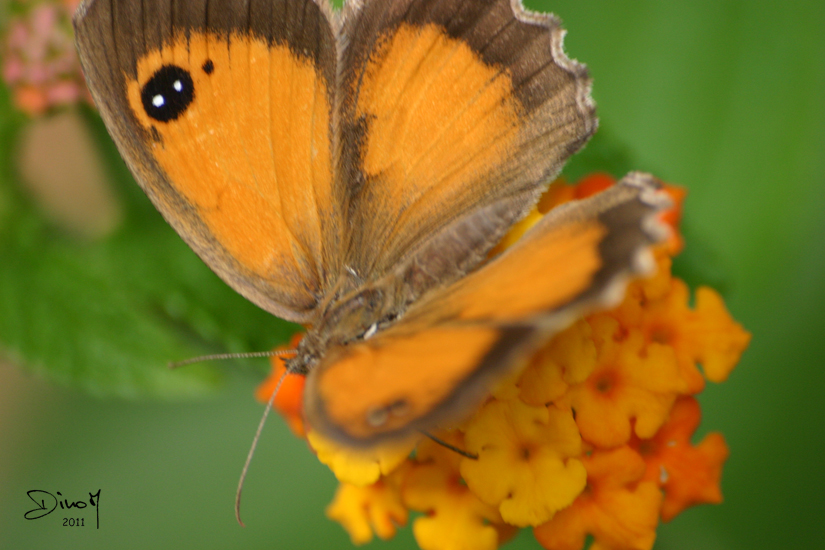 Papillon de jour (suite)