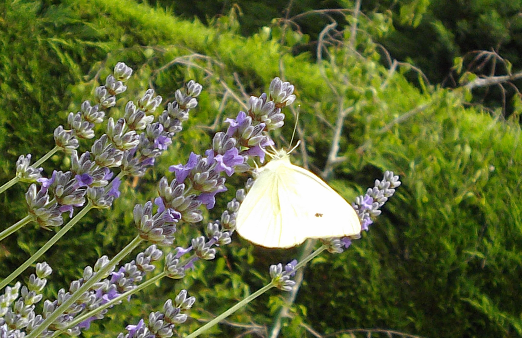 Papillon de lavande