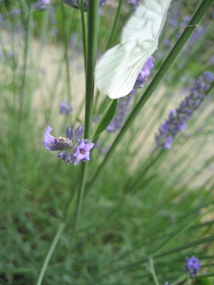 Papillon de lavande de -Liloù- 