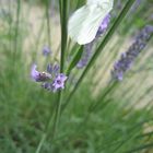 Papillon de lavande