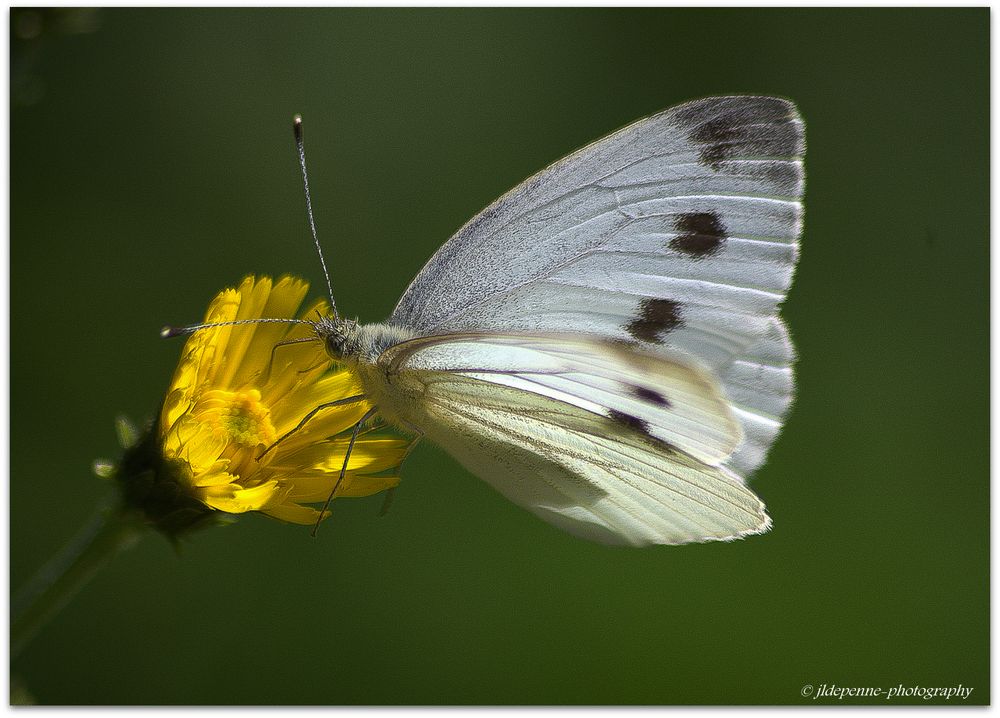 Papillon de lumiére