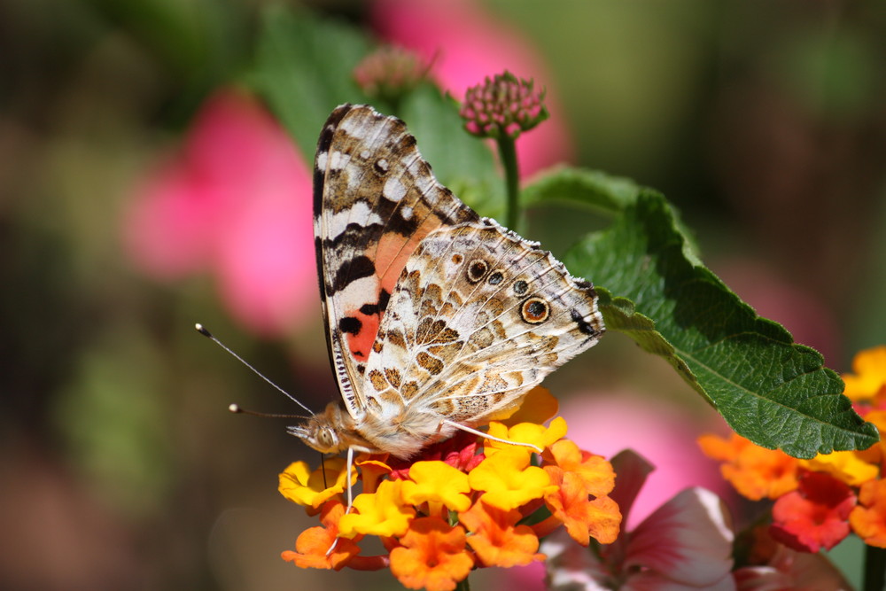 Papillon de Lumière !!