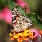 Papillon de Lumière !!