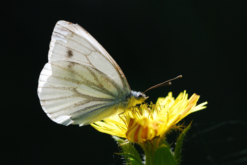 Papillon de lumière