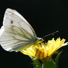 Papillon de lumière