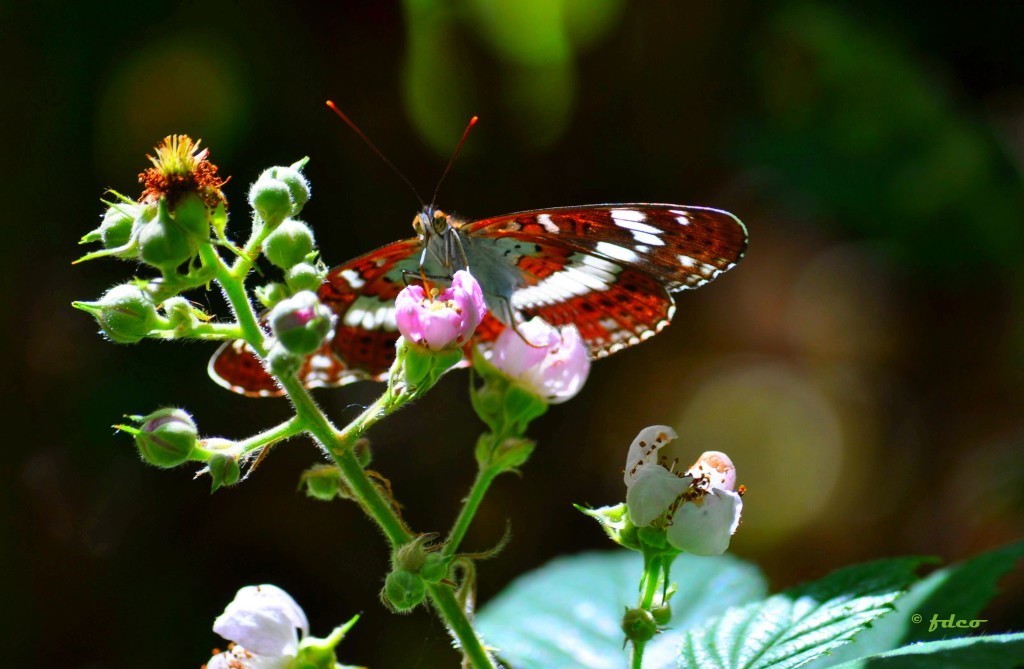 Papillon de lumière