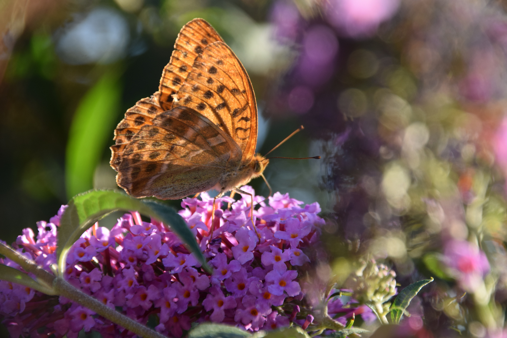 Papillon de lumière