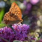 Papillon de lumière