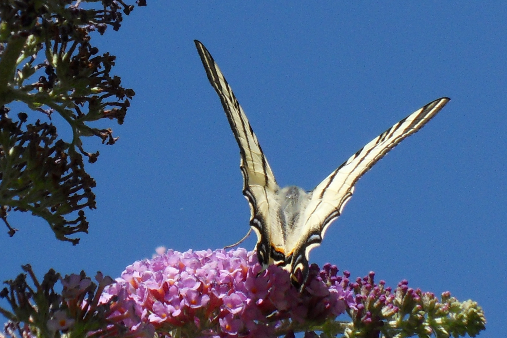 "Papillon de lumière...."