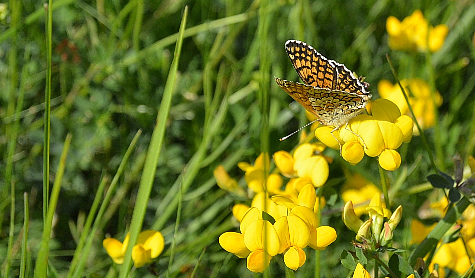 Papillon de mai